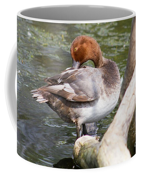 Red Head Coffee Mug featuring the photograph Prim and Proper Redhead Duck by Nikki Vig