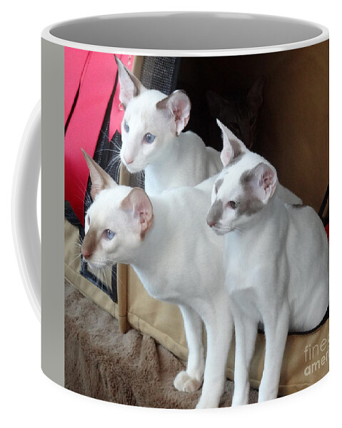 Cats Coffee Mug featuring the photograph Prize Winning Triplets by Laurel Best