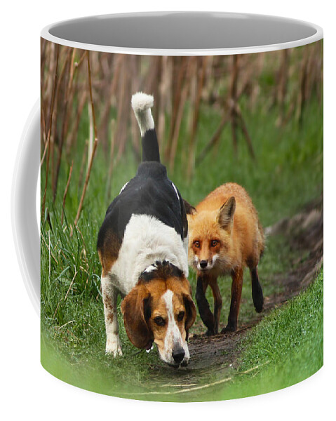 Animals Coffee Mug featuring the photograph Probably the World's Worst Hunting Dog by Mircea Costina Photography