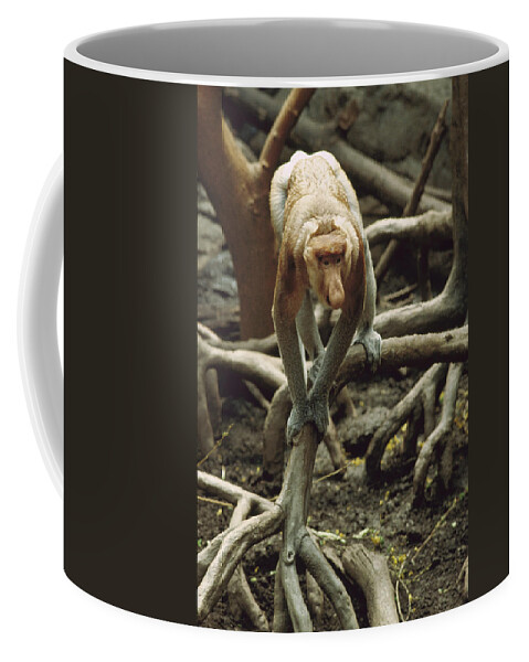 Feb0514 Coffee Mug featuring the photograph Proboscis Monkey Borneo by Gerry Ellis