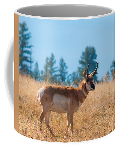Brenda Jacobs Photography Coffee Mug featuring the photograph Pronghorn Antelope by Brenda Jacobs