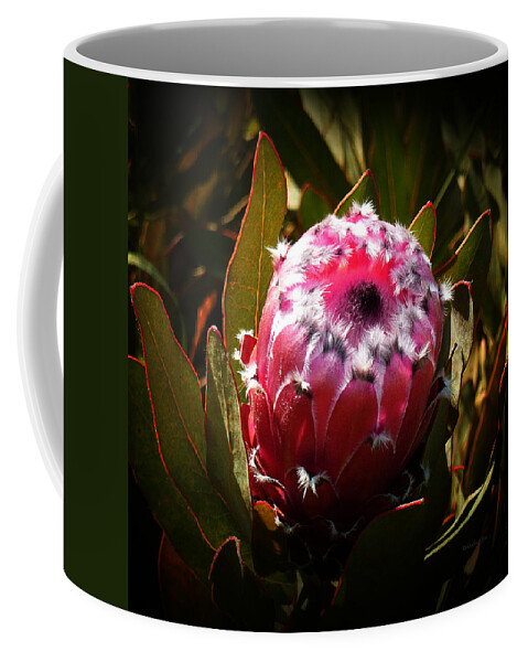 Protea Coffee Mug featuring the photograph Protea Flower 7 by Xueling Zou