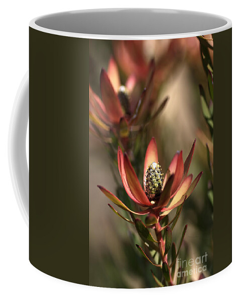 Protea Coffee Mug featuring the photograph Protea by Joy Watson