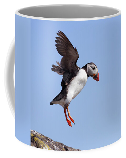 Puffin Coffee Mug featuring the photograph Puffin in flight by Grant Glendinning