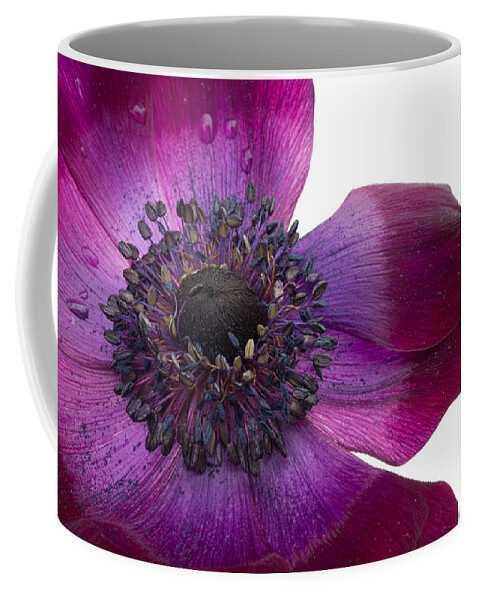 Purple Anemone Coffee Mug featuring the photograph Purple Anemone by Ann Garrett
