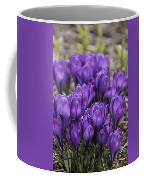 Springtime Coffee Mug featuring the photograph Purple crocus Flowers by Valerie Collins