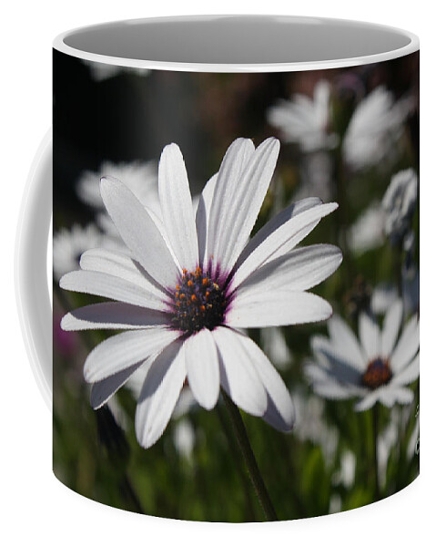 Purple Coffee Mug featuring the photograph Purple Daisies 2 by Kelly Holm