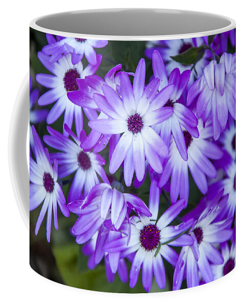 Daisies Coffee Mug featuring the photograph Purple Daisies by Cathy Kovarik