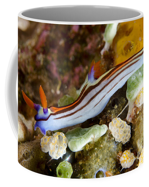 Flpa Coffee Mug featuring the photograph Purple-lined Seaslug by Colin Marshall