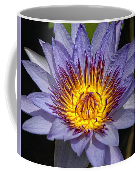 Purple Lotus Coffee Mug featuring the photograph Purple Lotus by George Buxbaum