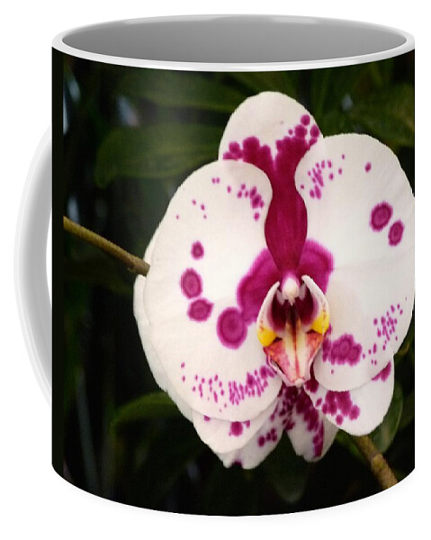 Phalaenopsis Coffee Mug featuring the photograph Purple Spotted Orchid by Richard Bryce and Family