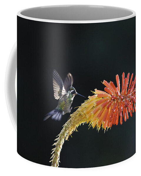 Feb0514 Coffee Mug featuring the photograph Purple-throated Mountain-gem Hummingbird by Konrad Wothe
