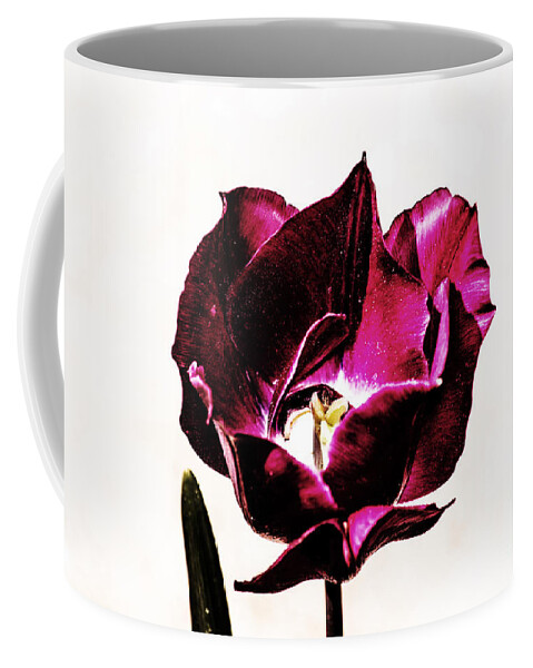 Tulip Coffee Mug featuring the photograph Purple Tulip by Angela DeFrias