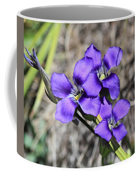 Wildflower Coffee Mug featuring the photograph Purple Wildflower by Shane Bechler