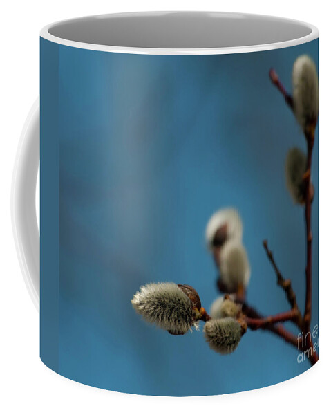 Festblues Coffee Mug featuring the photograph Pussy Willow... by Nina Stavlund