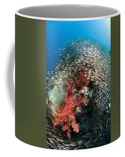 Nis Coffee Mug featuring the photograph Pygmy Sweeper School Red Sea Egypt by Dray van Beeck