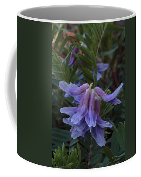 Pyne's Ground Plum Coffee Mug featuring the photograph Pyne's Ground Plum Flowers by Daniel Reed
