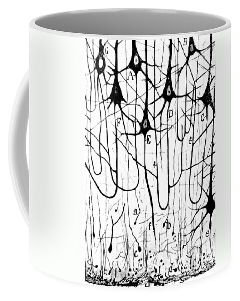Ramon Y Cajal Coffee Mug featuring the photograph Pyramidal Cells Illustrated By Cajal by Science Source