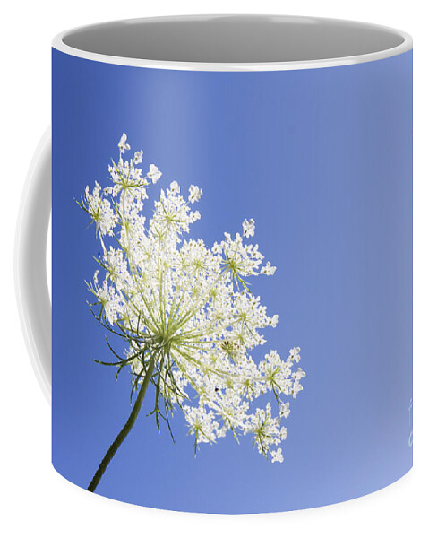 Queen Anne's Lace Coffee Mug featuring the photograph Queen Anne's Lace by Patty Colabuono