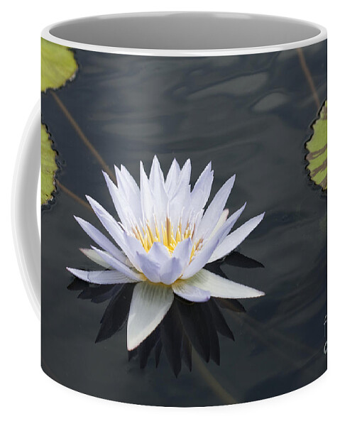 Water Lily Coffee Mug featuring the photograph Queen of the Water by Patty Colabuono