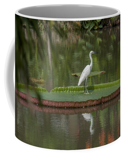 Nature Coffee Mug featuring the photograph Queen Victoria Water Lily Pad with Little Egret DTHB1618 by Gerry Gantt