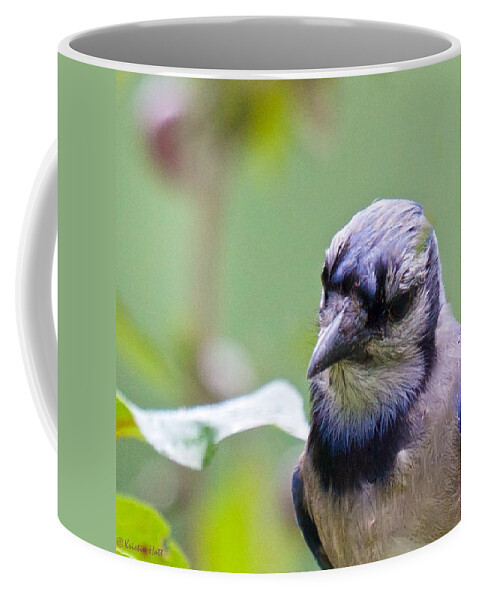 Blue Jay Coffee Mug featuring the photograph Quizzicle Blue Jay by Kristin Hatt