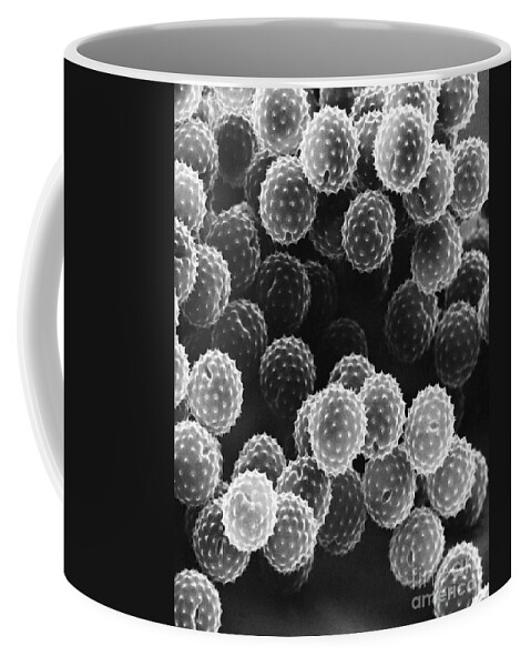 Science Coffee Mug featuring the photograph Ragweed Pollen Sem by David M. Phillips / The Population Council