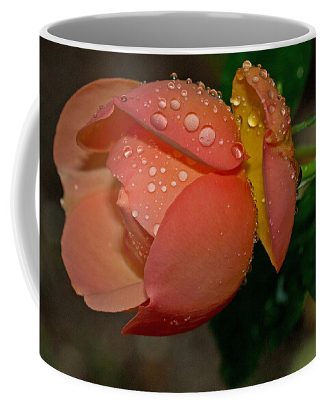 Rose Coffee Mug featuring the photograph Raindrops on Roses by Farol Tomson