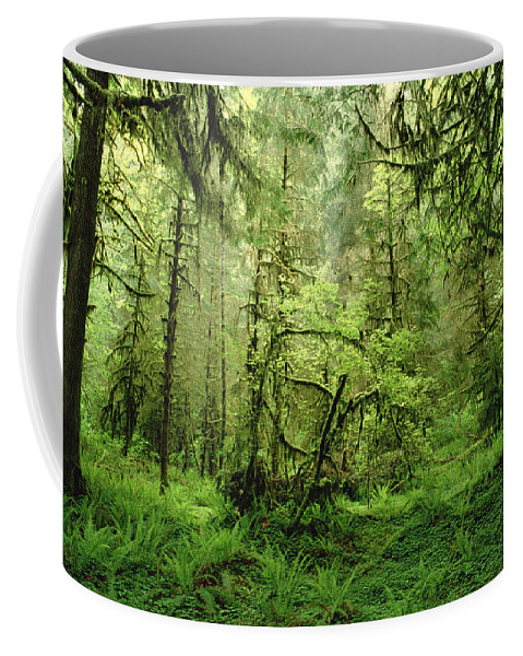 Feb0514 Coffee Mug featuring the photograph Rainforest Hoh River Valley Washington by Gerry Ellis