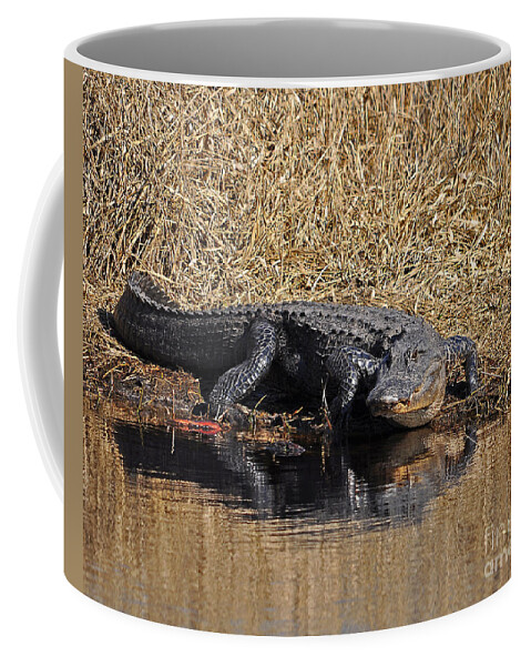 Alligator Coffee Mug featuring the photograph Ravenous Reptile by Al Powell Photography USA