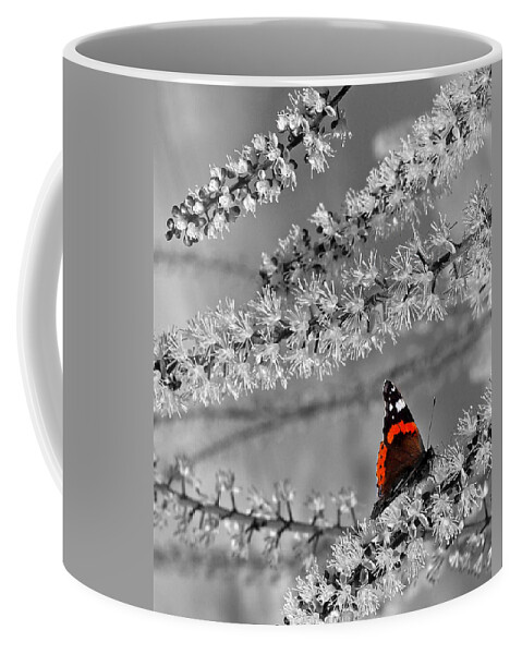 White Flower Coffee Mug featuring the photograph Red Admiral on White Blossom by Gill Billington