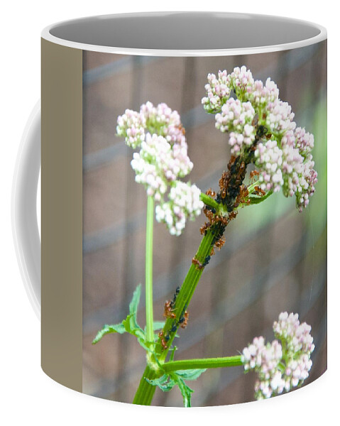 Insects Coffee Mug featuring the photograph Red Ants and Valerian officinalis by Kristin Hatt
