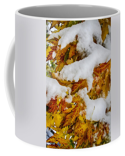 Tree Coffee Mug featuring the photograph Red Autumn Maple Leaves With Fresh Fallen Snow by James BO Insogna