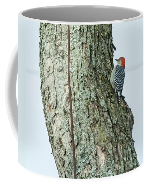 Red Coffee Mug featuring the photograph Red-Bellied Woodpecker by Holden The Moment