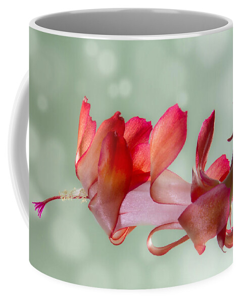 Christmas Coffee Mug featuring the photograph Red Christmas Cactus Bloom by Patti Deters