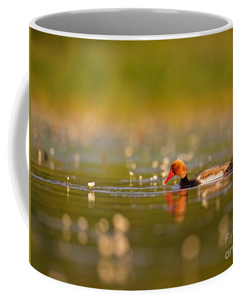 2013 Coffee Mug featuring the photograph Red-crested Pochard by Jean-Luc Baron
