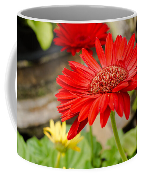 Gerbera Daisy Coffee Mug featuring the photograph Red Daisy by Raul Rodriguez