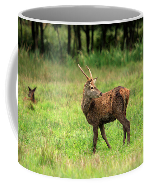 Ireland Coffee Mug featuring the photograph Red Deer Stag by Aidan Moran