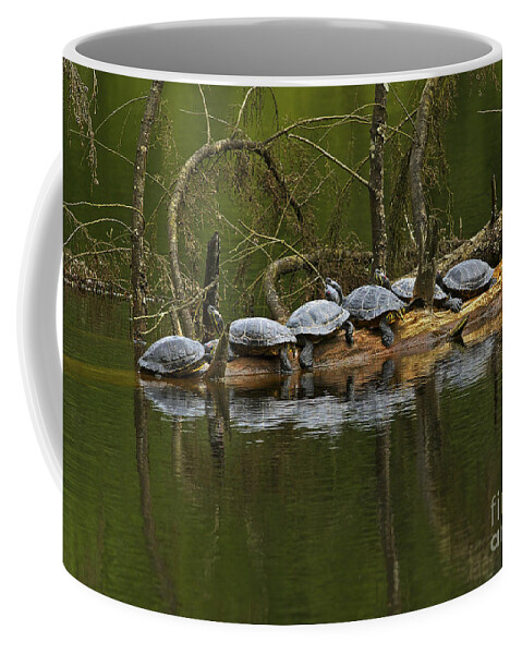 Red-eared Slider Turtles Coffee Mug featuring the photograph Red-eared Slider Turtles by Sharon Talson