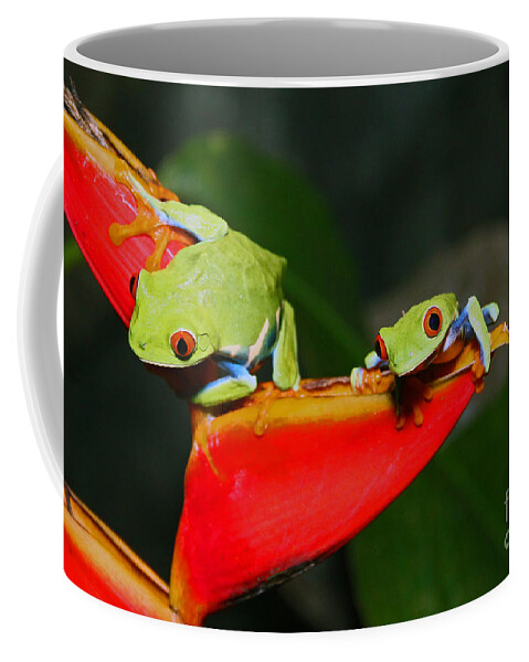 Wildlife Coffee Mug featuring the photograph Red eyed tree frogs by Bob Hislop