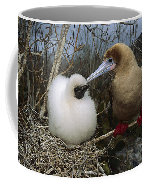 Feb0514 Coffee Mug featuring the photograph Red-footed Booby And Chick Galapagos by Tui De Roy