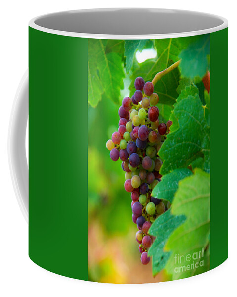 Bordeaux Coffee Mug featuring the photograph Red Grapes by Hannes Cmarits