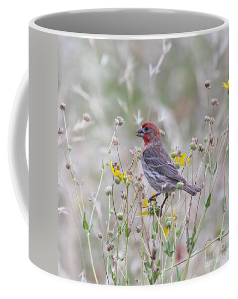 Animal Coffee Mug featuring the photograph Red House Finch in Flowers by Robert Frederick