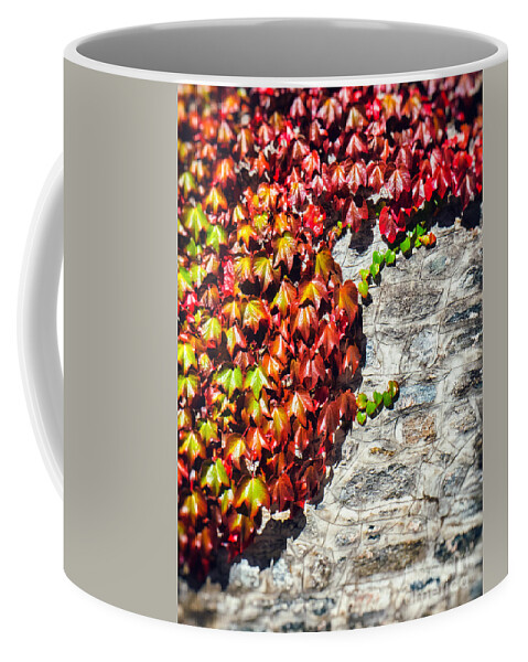 Atumn Coffee Mug featuring the photograph Red ivy on wall by Silvia Ganora