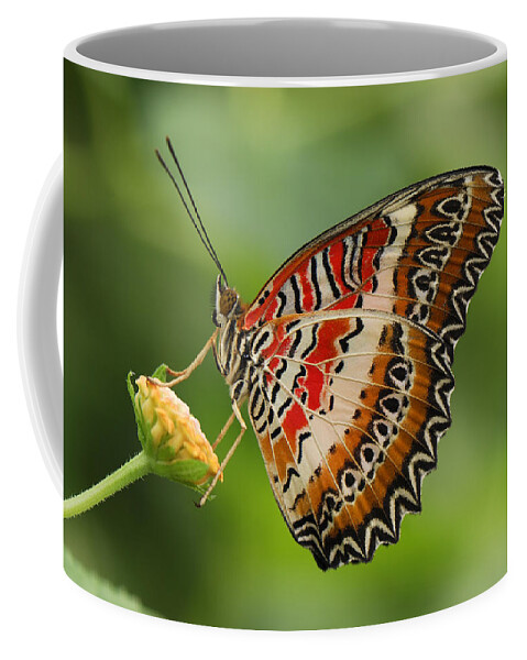 524801 Coffee Mug featuring the photograph Red Lacewing Butterfly Malaysia by Thomas Marent