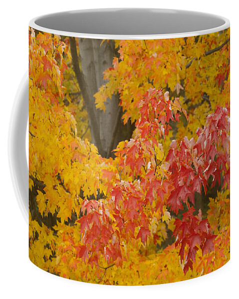 Red Coffee Mug featuring the photograph Red on Yellow by Paul W Faust - Impressions of Light