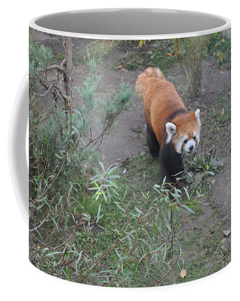 Red Panda Coffee Mug featuring the photograph Red Panda 2 by Jim Hogg