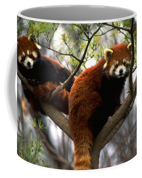 Red Panda Coffee Mug featuring the photograph Red Pandas In Tree by Art Wolfe