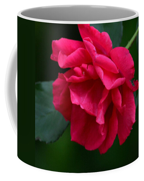 Red Rose 2013 Coffee Mug featuring the photograph Red Rose 2013 by Maria Urso