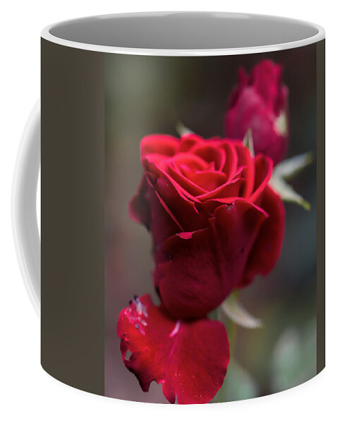 Red Coffee Mug featuring the photograph Red Rose Sep by Leif Sohlman